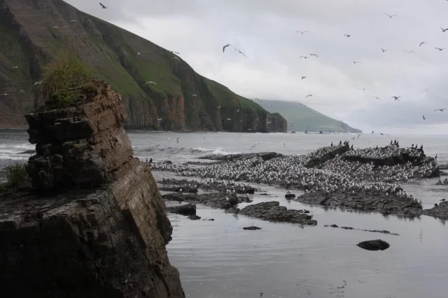 Командорские острова были открыты в 1741 году экспедицией Витуса Беринга и названы в его честь. 