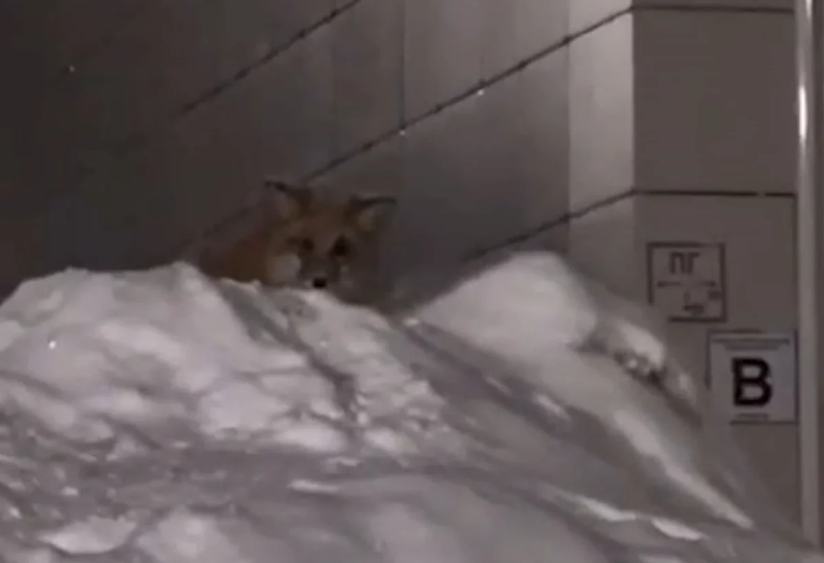 В Южно-Сахалинске лиса пришла на новогодний праздник во двор жилого дома