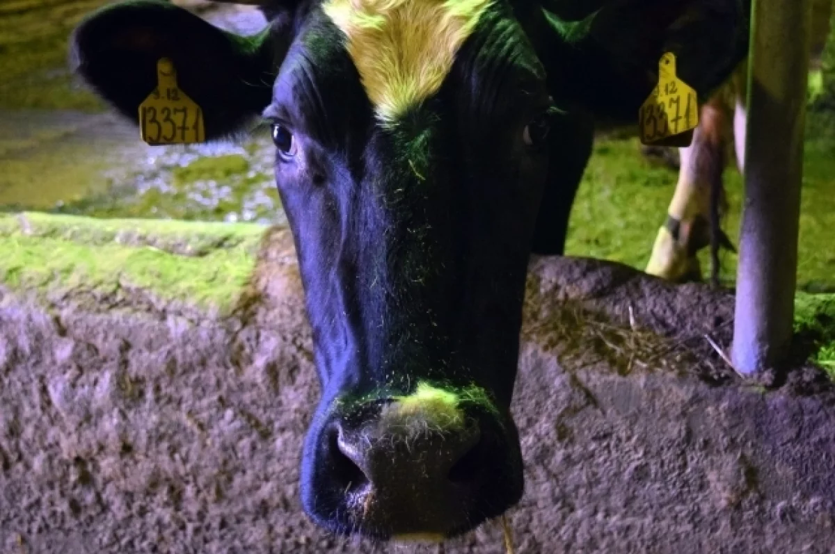 В Карелии на 11 % выросло производство молока