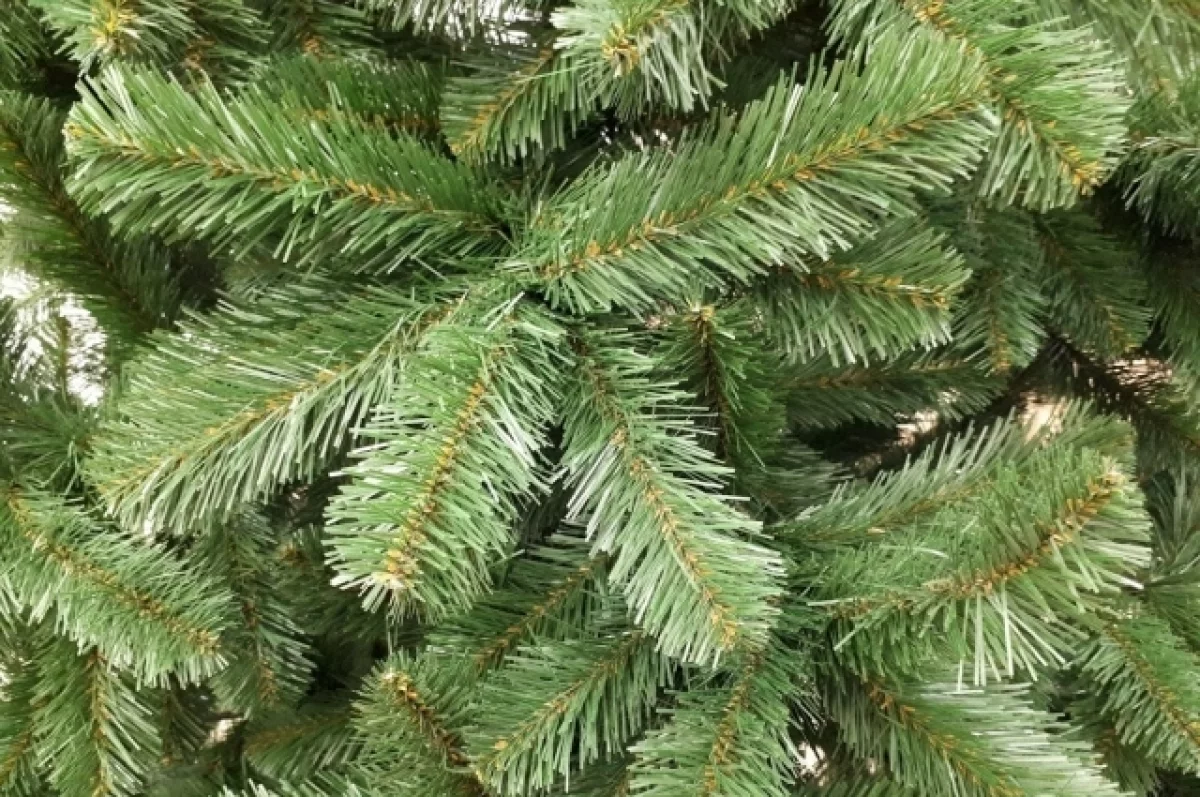 Тюменцам рассказали, как сберечь новогоднюю елочку для высадки в грунт