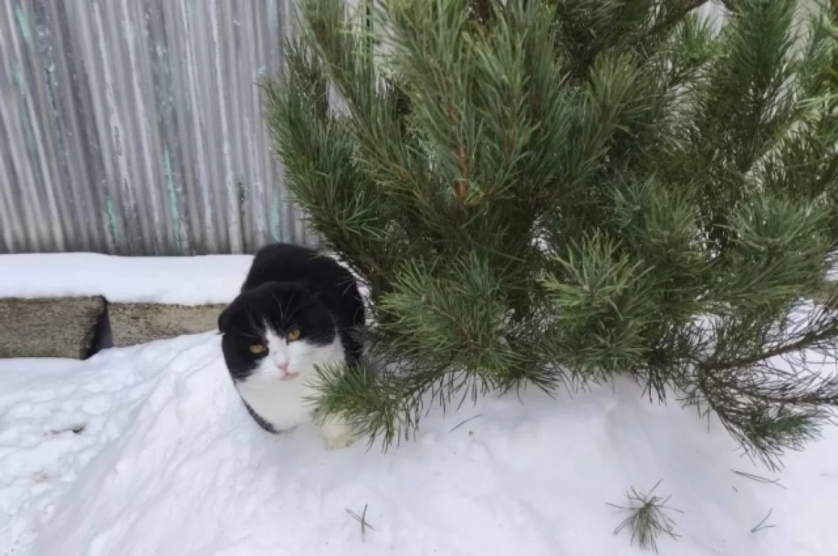 В Томске пройдёт благотворительный фестиваль кошек и рептилий