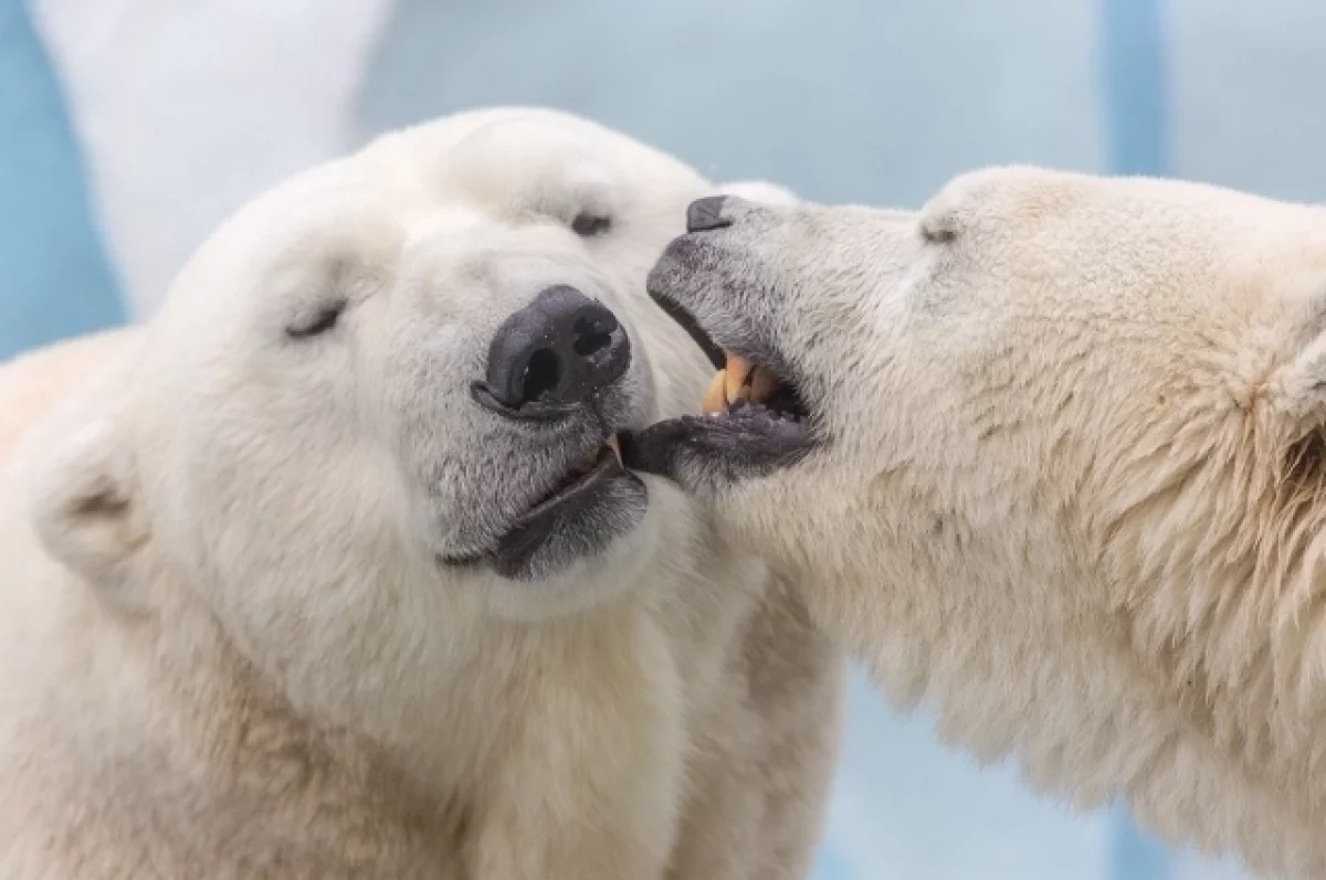 Новосибирский зоопарк обновил тарифы на входные билеты с начала 2026 года