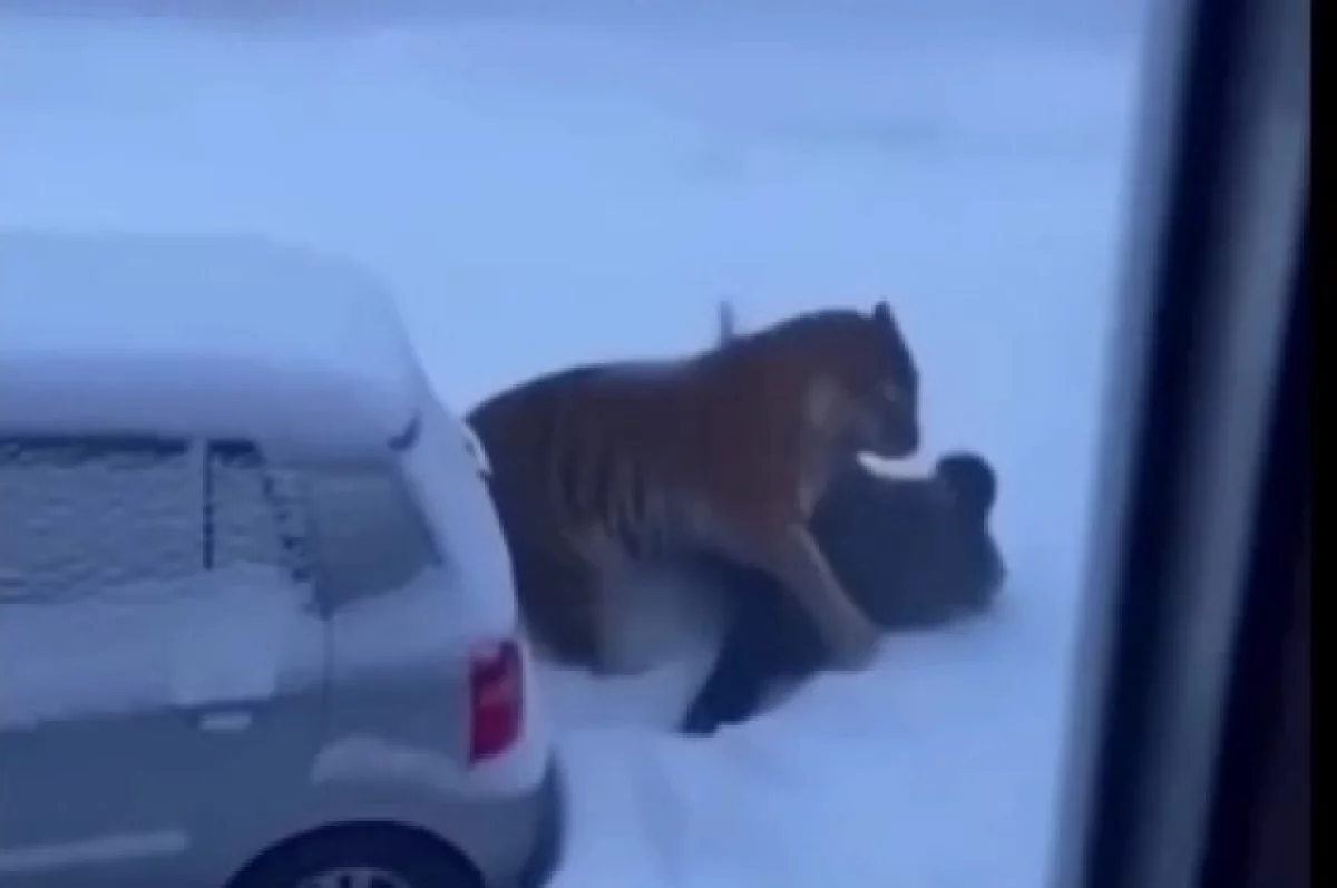 С фейком о нападении тигра на человека в Приморье будет разбираться полиция