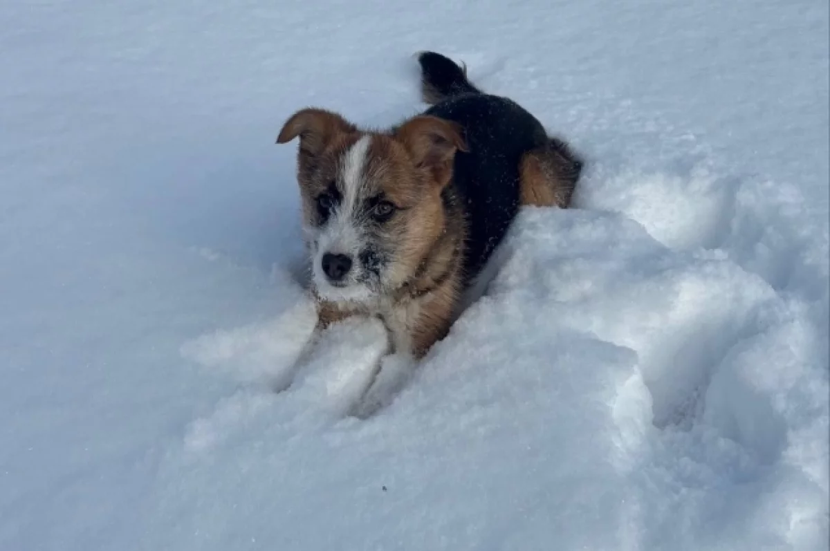 Со снега начнётся новая неделя в Воронежской области