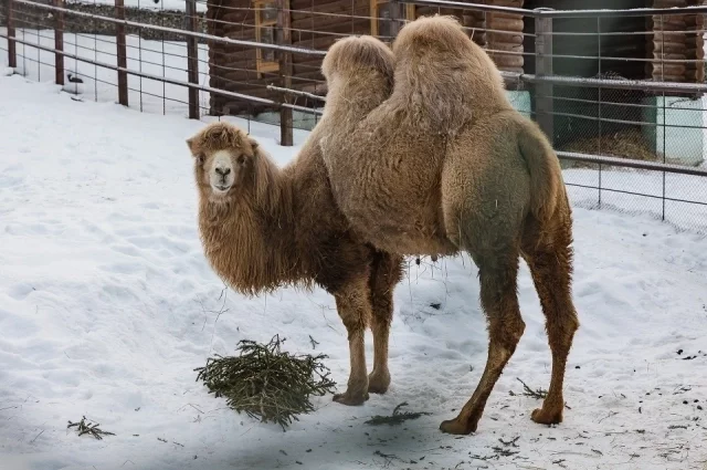 В зоопарке приняли только свежие хвойные после елочных базаров