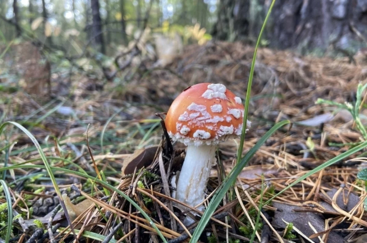 Суд в Москве запретил сайт по продаже алтайских мухоморов