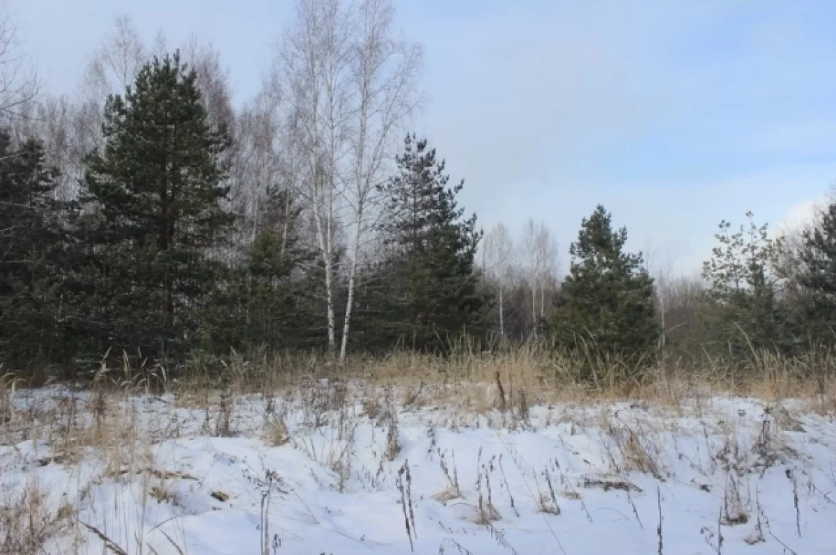 Во Владимире появилось собственное лесничество