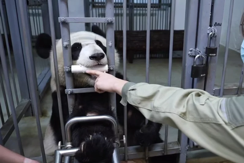 Панда Катюша в Московском зоопарке.