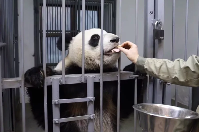 Позволяя себя осматривать панда получает в награду лакомства в виде нарезанной моркови и бамбукового стебля. 