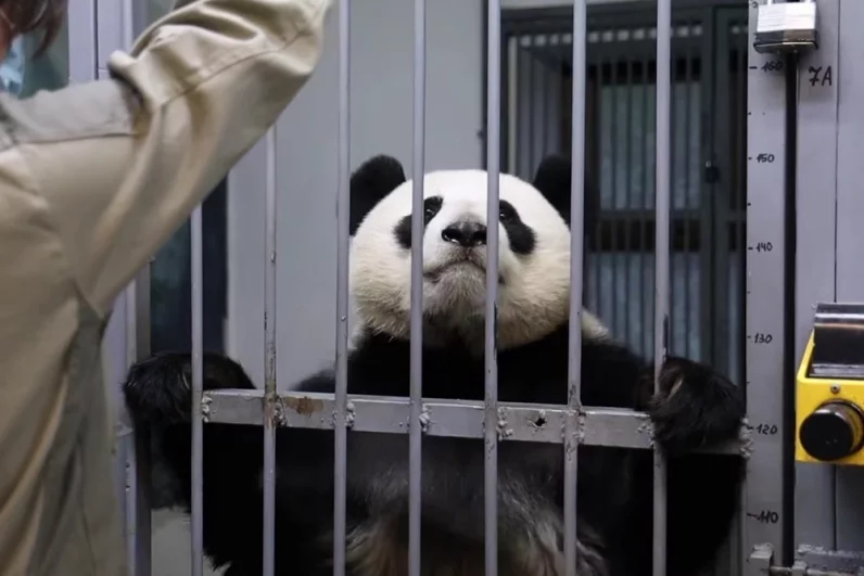 Панда Катюша в Московском зоопарке.