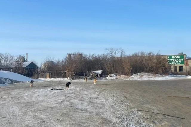 Точно так же бродят бездомные псы по частному сектору Усть-Кута