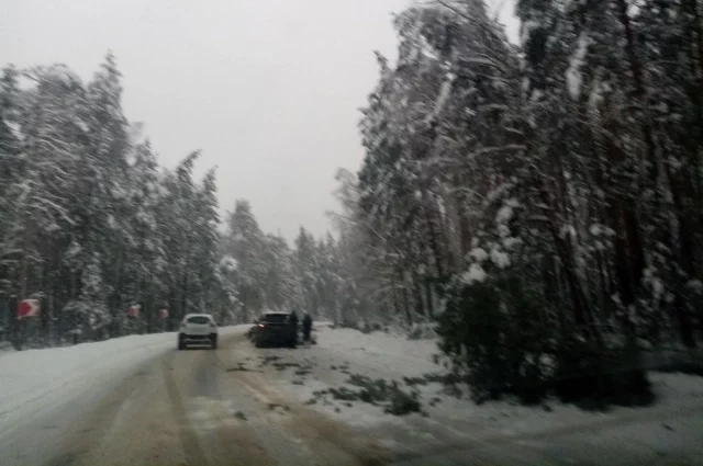Сразу несколько деревьев под тяжестью снега упали на трассе Рязань - Спас-Клепики. Одно ии них рухнуло прямо перед машиной - водитель не успел затормозить.