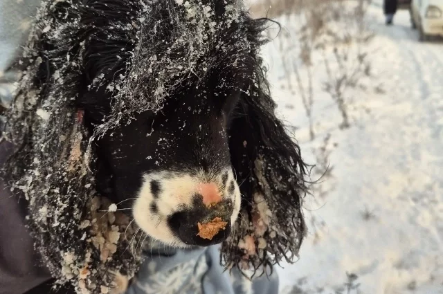 Судьба нескольких животных пока остается незвестной