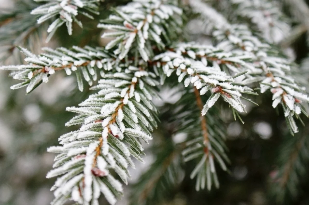 Аномально холодная погода ожидается на старый Новый год в Брянской области