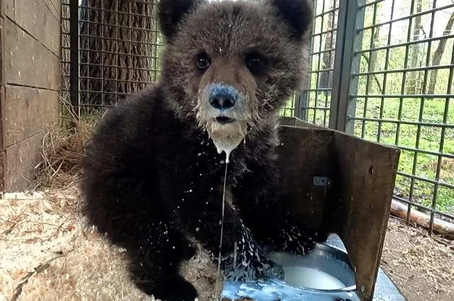 В Центре спасения медвежат Кире понравилось. 