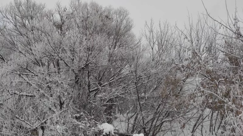 Деревья в серебре.