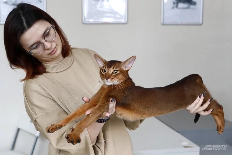 Пушистый житель Москвы признан самым красивым котом 2025 по версии Всемирной Федерации кошек. Далмора, как называют его домашние, очень крупный кот. Его длина - почти 1 метр. 