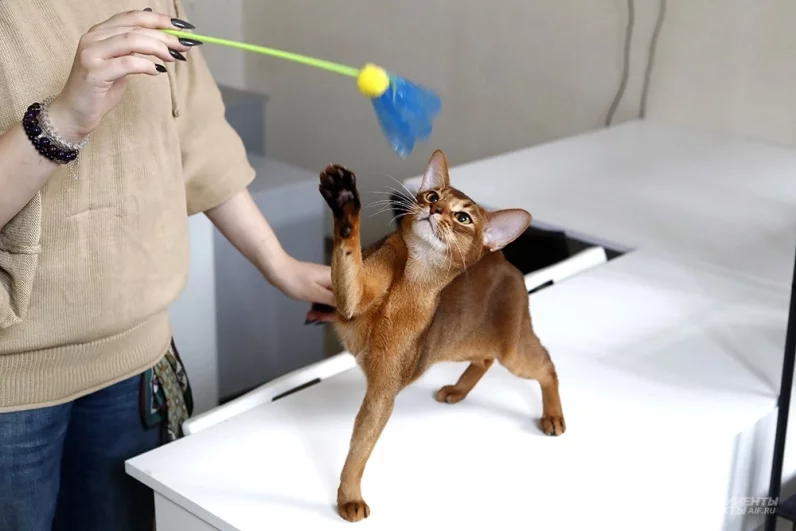 Хозяйка говорит, что кот очень активный, играть может часами, особенно палочкой с шуршалкой на конце. 