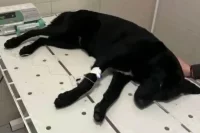 Одну из пострадавших собак спасали в местной клинике.