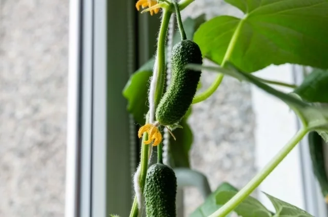 Для того чтобы вырастить огурцы, нужно подобрать правильные сорта.