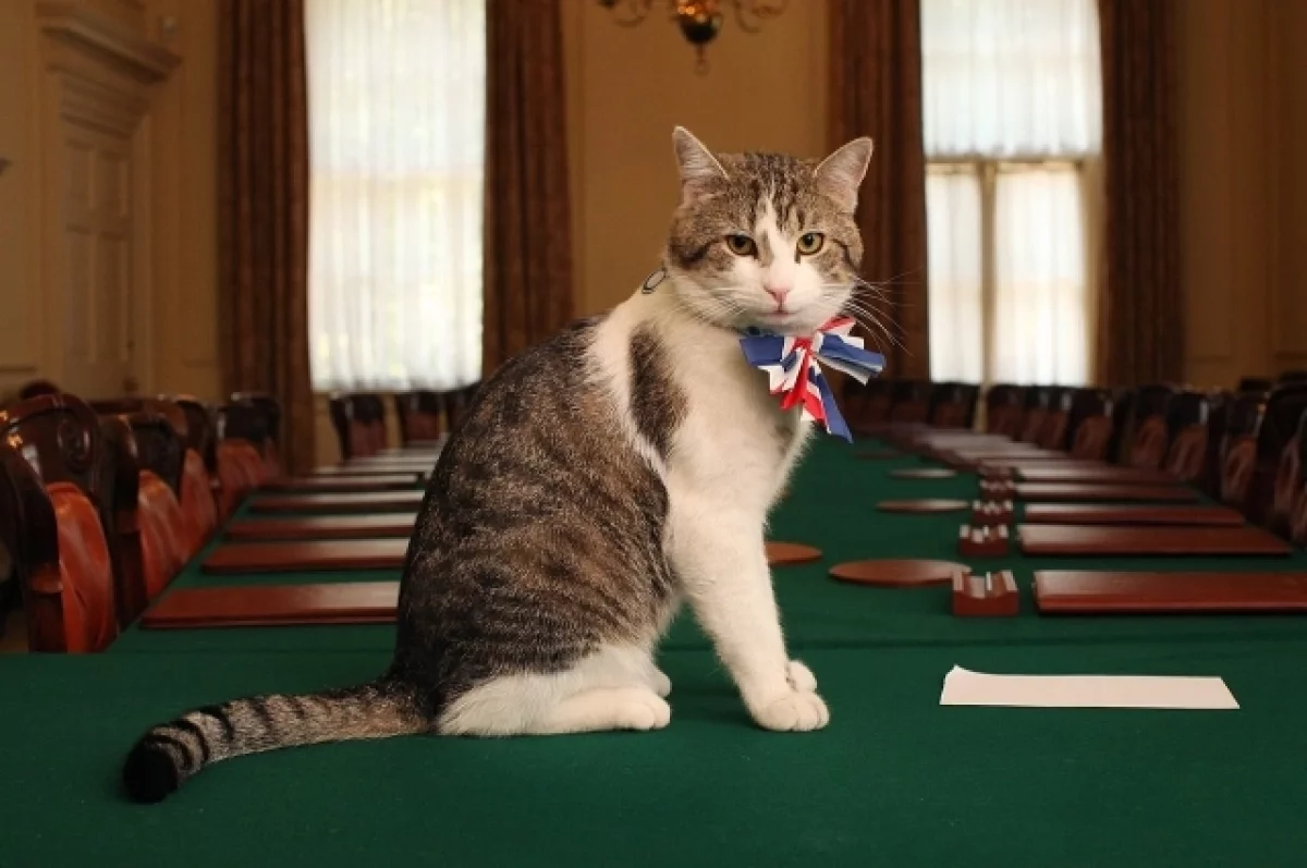 Кот Ларри с Даунинг-Стрит дал неожиданную оценку действиям Трампа