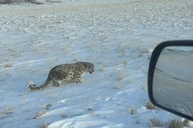 В урочище Уландрык произошла неожиданная встреча.