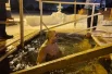 В крещенскую воду окунулись более 4 тысяч владимирцев. 