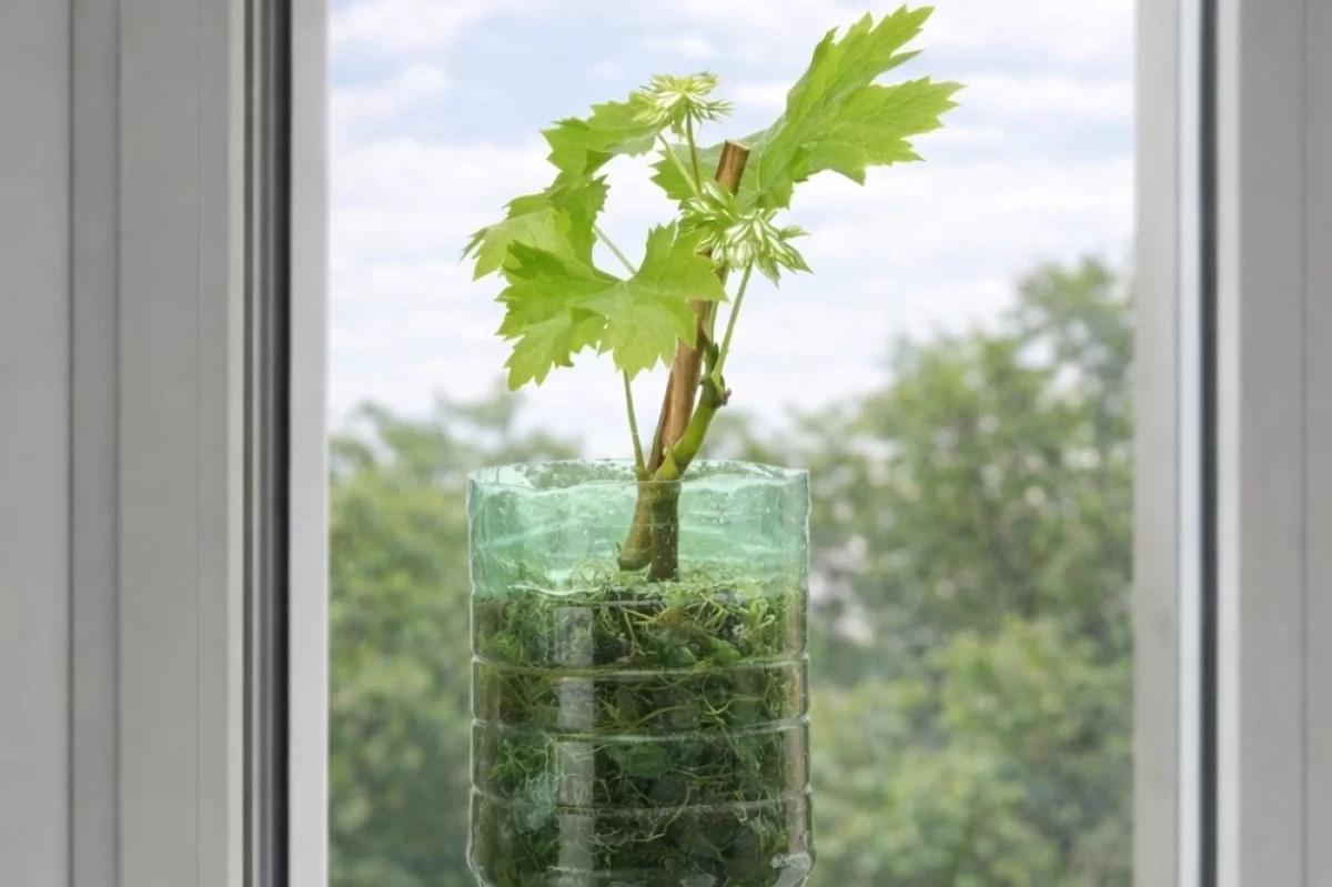 Виноград из бутылки. Как вырастить саженцы для хорошего виноградника