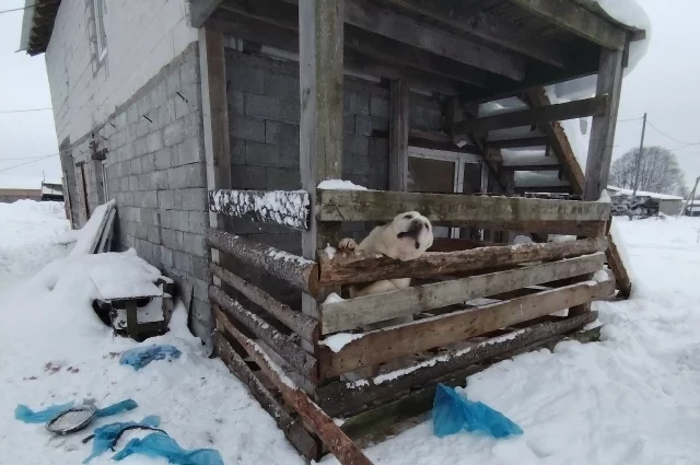 Под снегом могут скрываться незаконные захоронения животных.