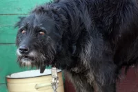 В Ясненском районе произошло несколько нападений собак на людей