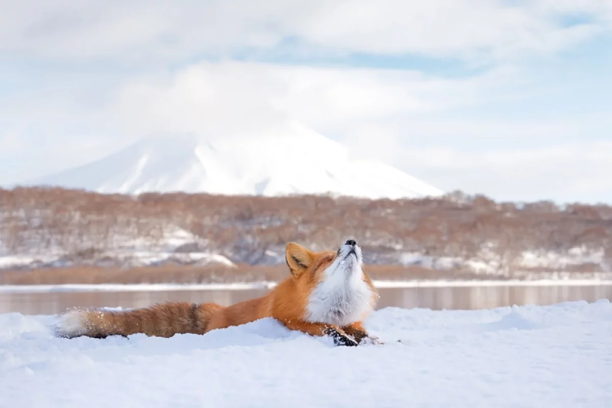 Рыжая пауза природы. Потрясающий снимок - лауреат фотоконкурса