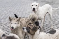 По словам кинолога, для собак защита своей территории от чужаков - это рефлекс.