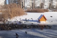 Фото сделано днем 17 января 2026 года, на нем хорошо видно, что лебедь гуляет по кромке льда у воды.