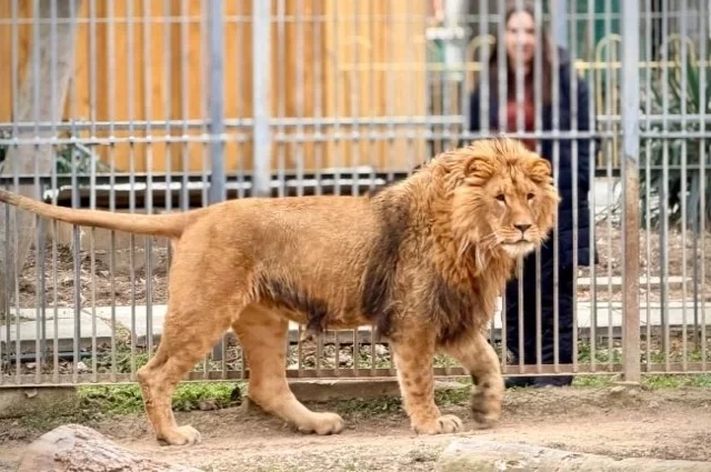 За три с половиной месяца Ромео освоился и чувствует себя как дома.