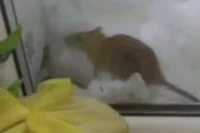 В краевой столице наблюдается проблема с мусором