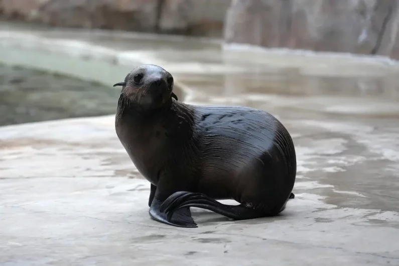 Детеныш северного морского котика Снарк.