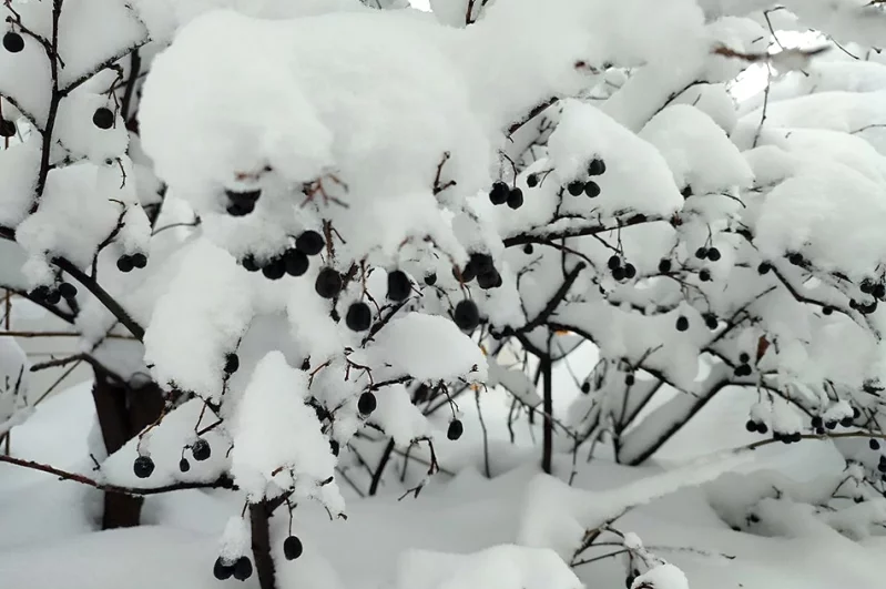 Потепления и снегопадов ждут в начале последней недели января.