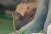Трое малышей капибары — новое пополнение в семье многодетной мамы Малой — одни из самых популярных обитателей Московского зоопарка.