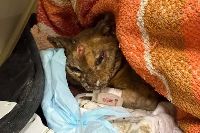 Кошка находится в тяжелом состоянии