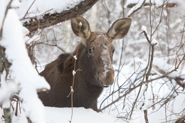 После обильных снегопадов лоси нередко выходят на дороги. Советуем водителям снизить скорость. Днём-то не всегда можно вовремя заметить животных, а ночью риск столкнуться с ними сильно возрастает.  