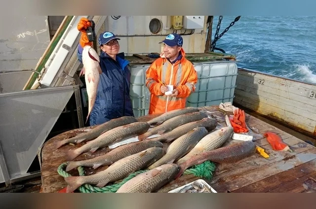 Вот такие красавцы встречаются в Азове. 
