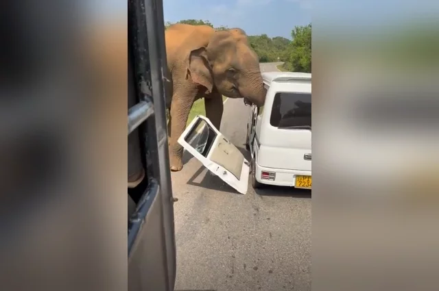 Их автомобиль подвергся нападению разъяренного дикого слона.