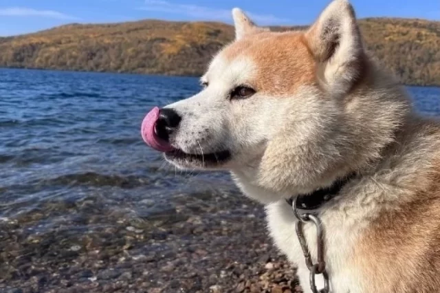 Рыжего акита-ину действительно зовут почти как героя известного фильма