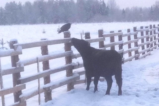 У абердин-ангусов феноменальная выносливость и приспособленность к суровому климату 