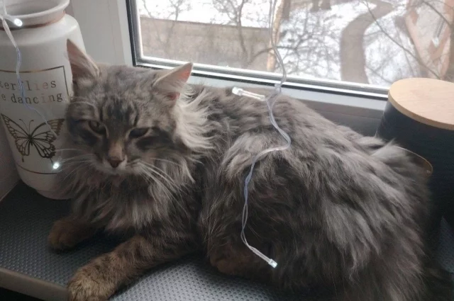 Бося на передержке дома у жительницы Россоши. 