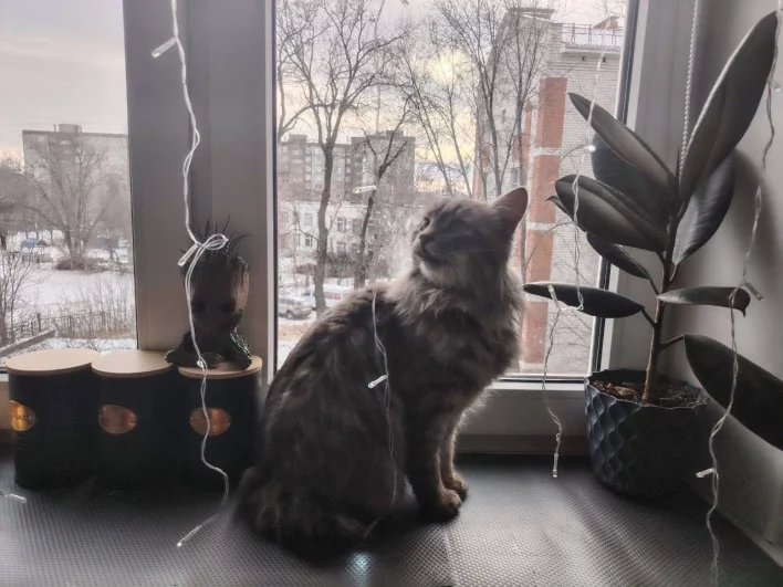 Бося на передержке дома у Анастасии Крапивиной. 