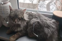 Бося на передержке дома у жительницы Россоши. 