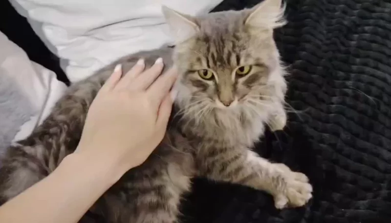 Бося на передержке дома у Анастасии Крапивиной. 