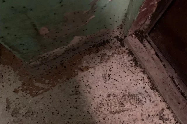 Помимо тараканов, в доме нашествие канализационных мух.