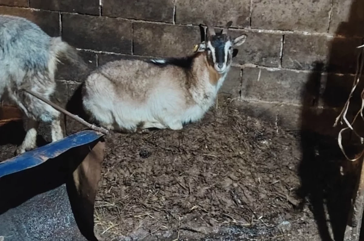 Стало известно, какие нарушения нашли специалисты на ферме в Заозерье